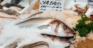 eating fish during pregnancy not linked to autism